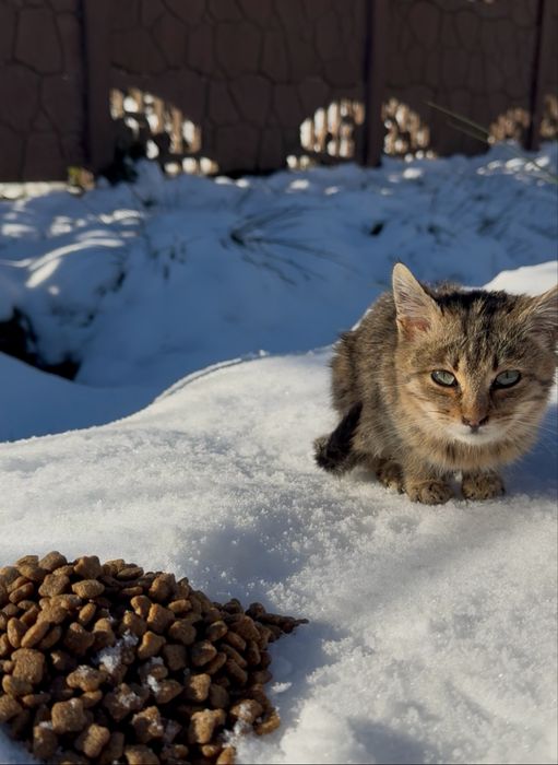 Віддам Кіт,кошеня безкоштовно