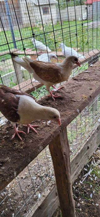 Śląskie tarczowe boki 2025