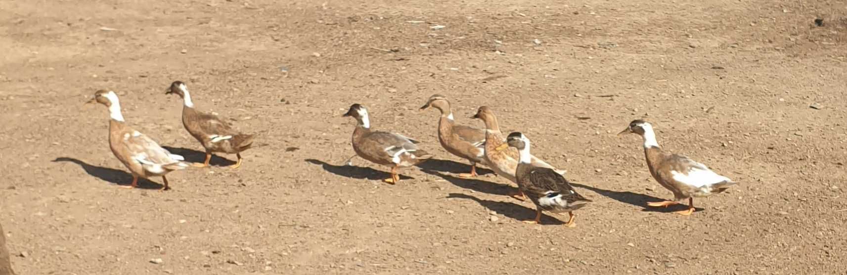 Patos. Gansos . Galinhas. Francas