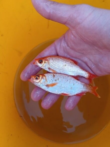 Amur narybek kroczek 15-20cm Dostępny! Karp, Lin, złota wzdręga, Płoć