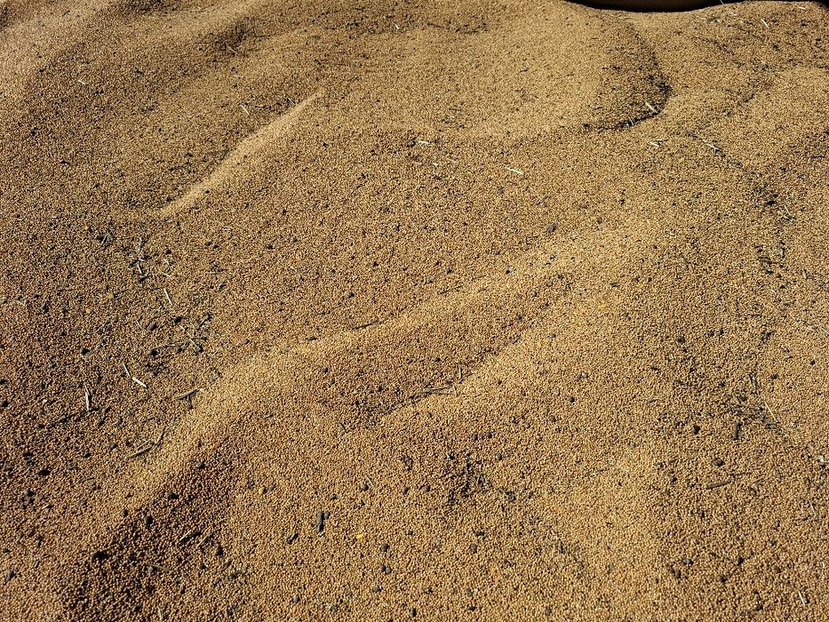 Proso żółte ekologiczne bez oprysków  nie pryskane pokarm papugi