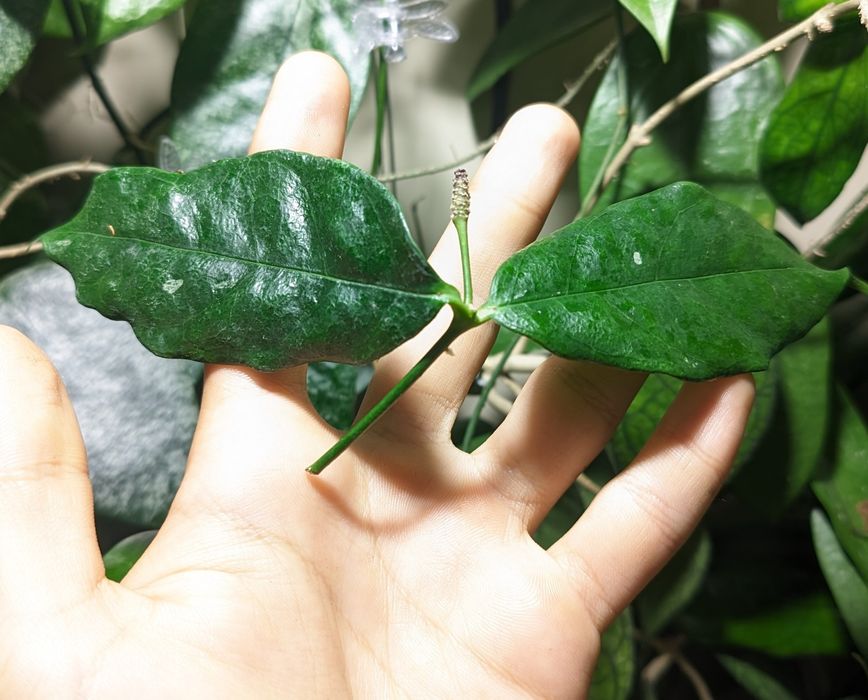 Hoya Danumensis Ssp amarii pink-yellow corona