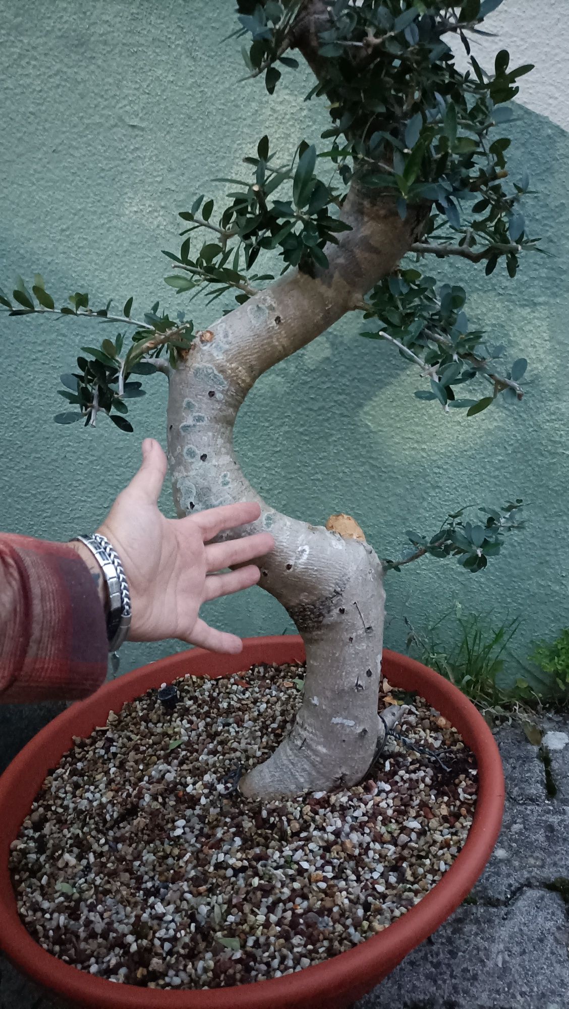 Bonsai oliveira brava de porte médio