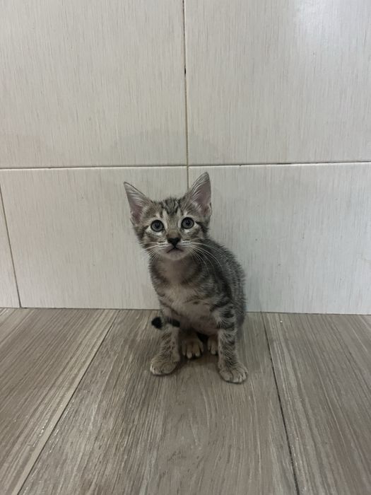 Gatinhos para Adoção