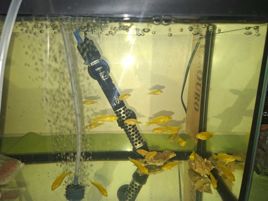 Ciclideos Africanos Lago Malawi