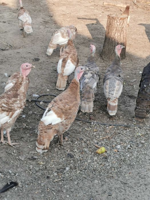 Sprzedam indyki staropolskie