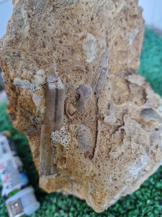 Skała ze skamielinami.