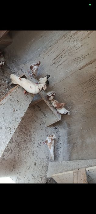 Gołębie zamojskie czubate