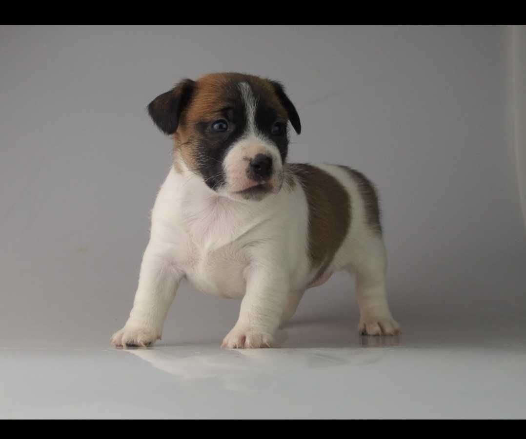 JACK Russell Terrier % FCI suczka