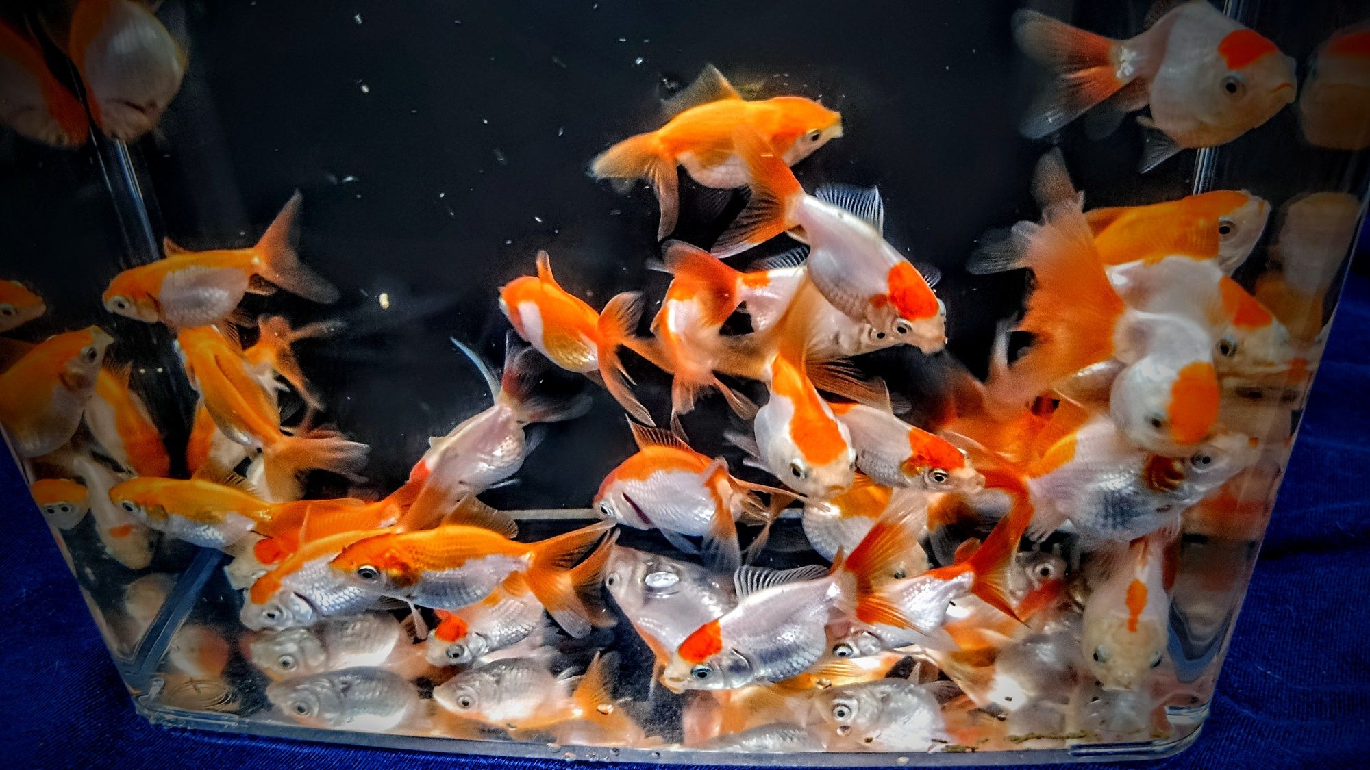 Oranda ,,Red white,, welon welonka welonek goldfish złota rybka welony
