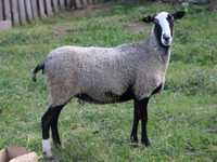 Романівська порода овець