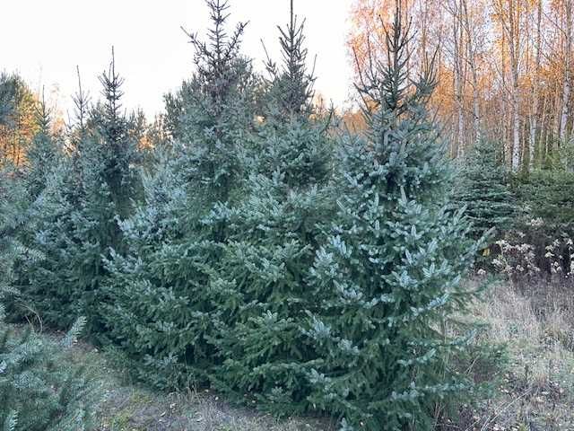 Świerk serbski 250-450cm do wycięcia/wykopania
