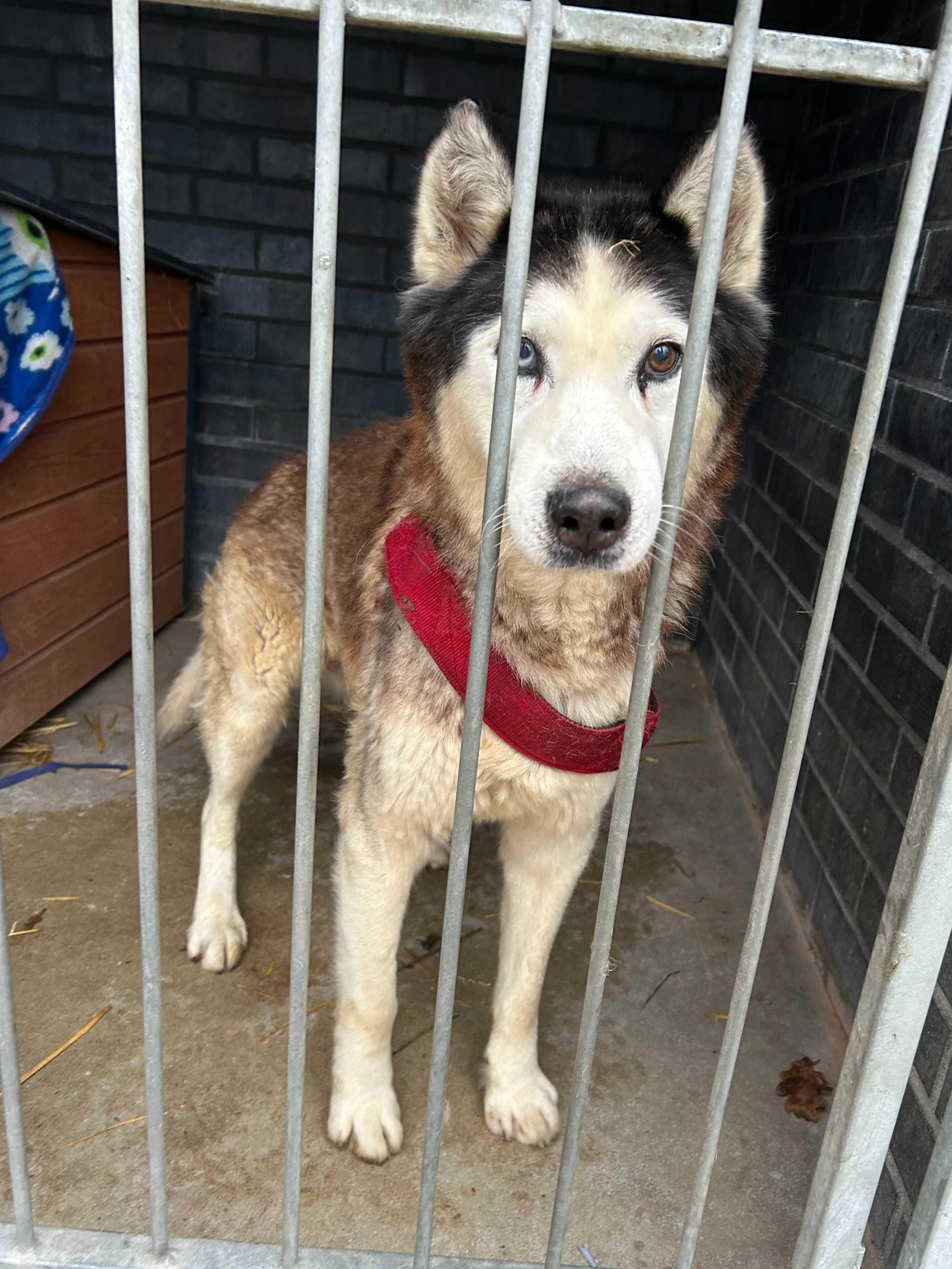 Elton senior w typie Husky do adopcji Kalisz Poznan Wroclaw Lodz