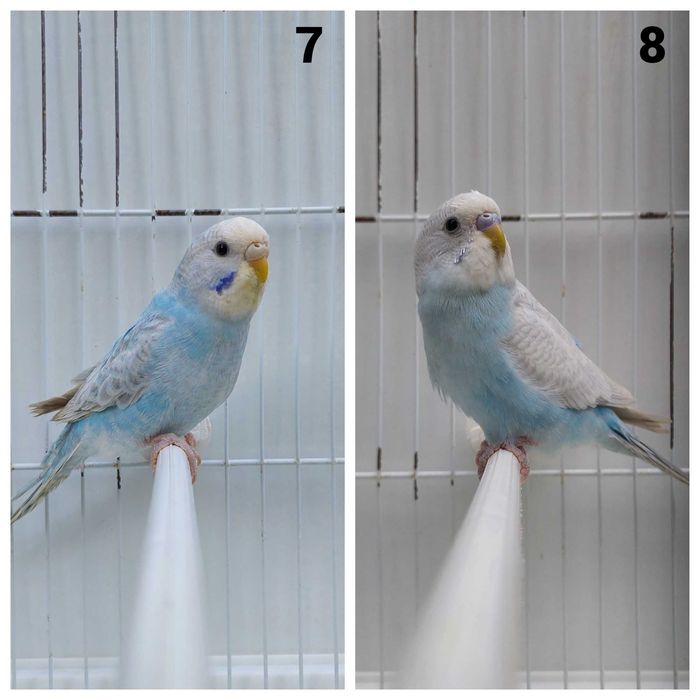 11 Periquitos australianos