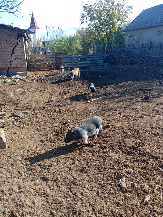 В'єтнамські поросята