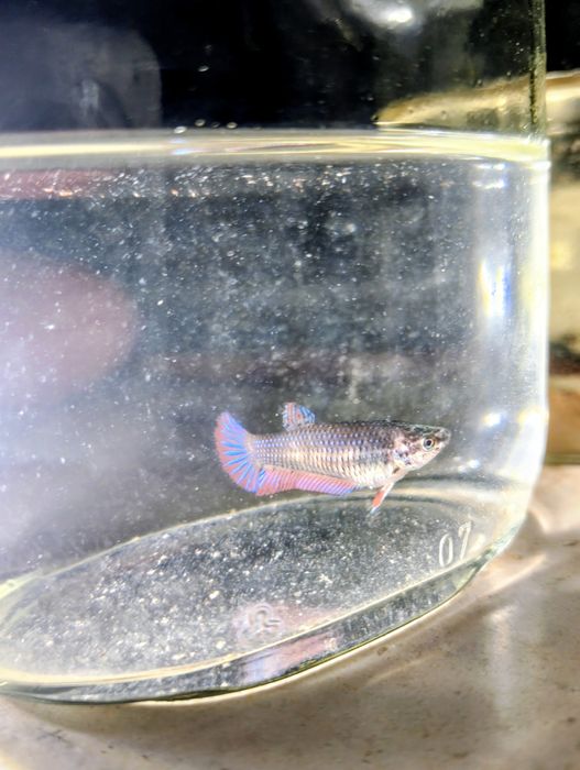 Betta splendens femea