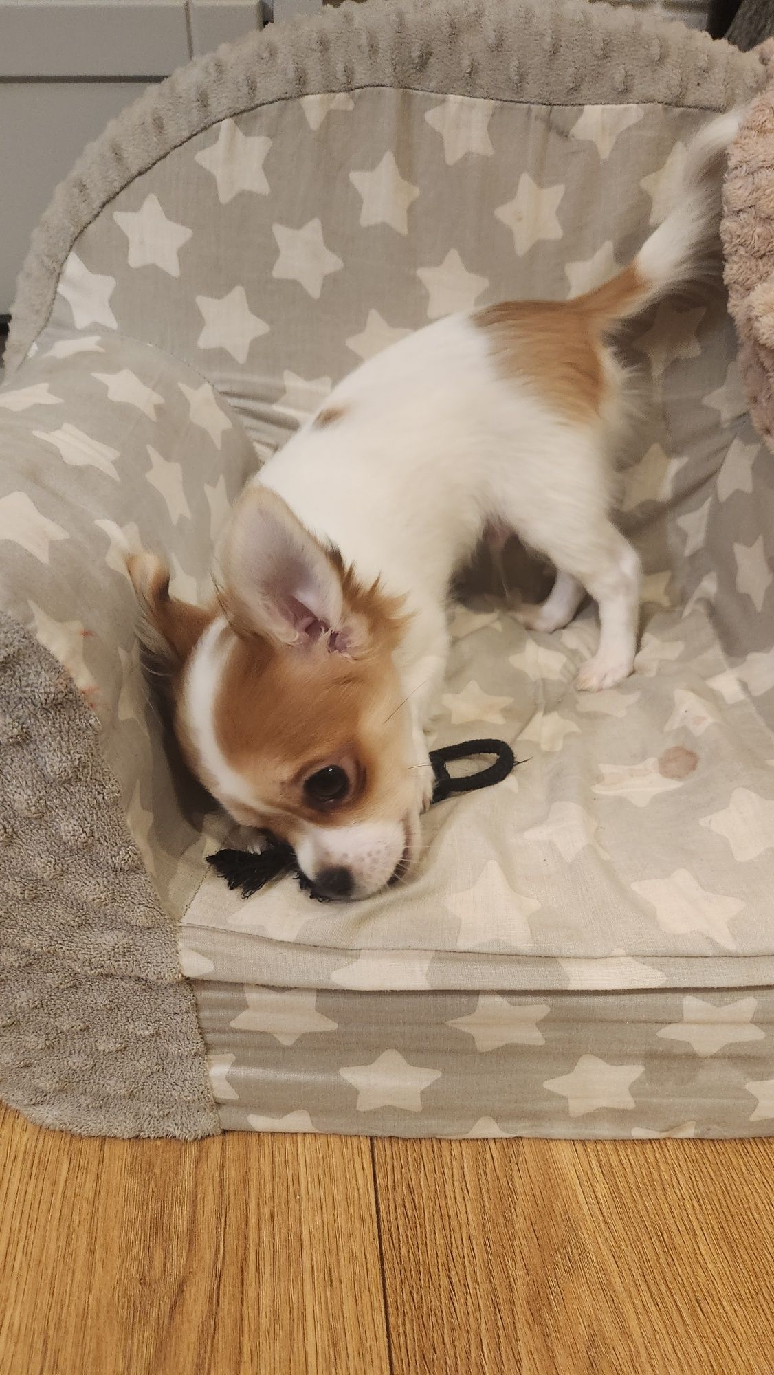 Piesek chihuahua