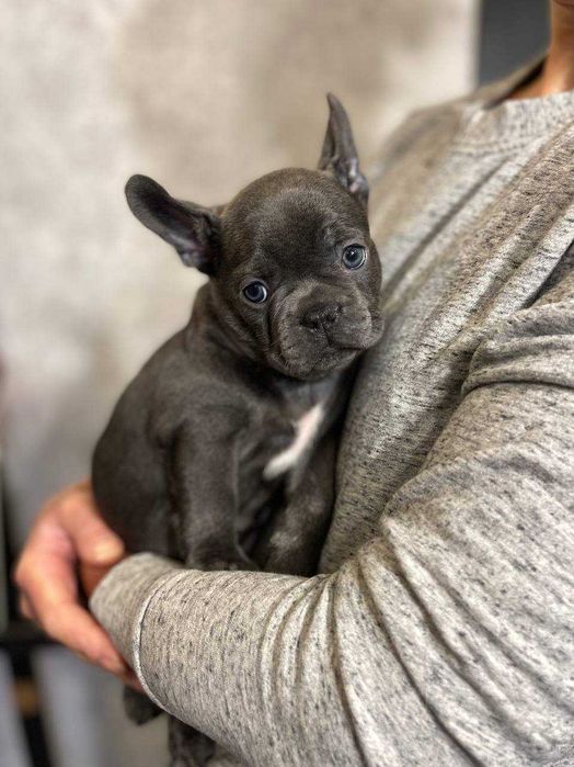 Чудові Чистокровні Голубі Французи