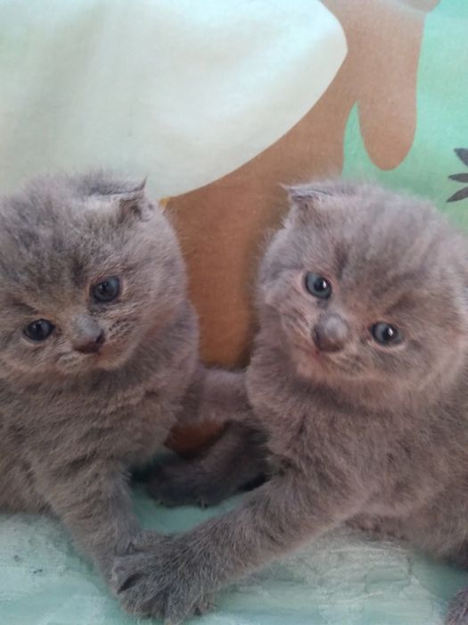 Продам котят от  породистих батьків.