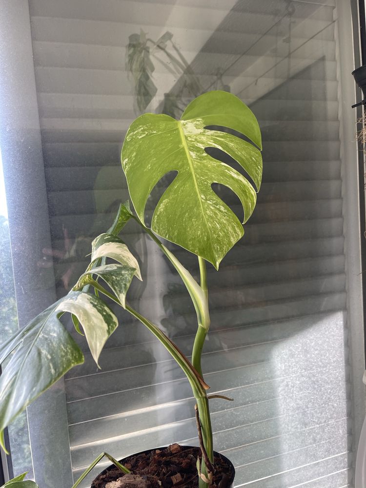 planta Monstera variagata
