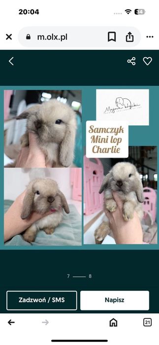 Królik króliczek mini lop hodowla zarejestrowana