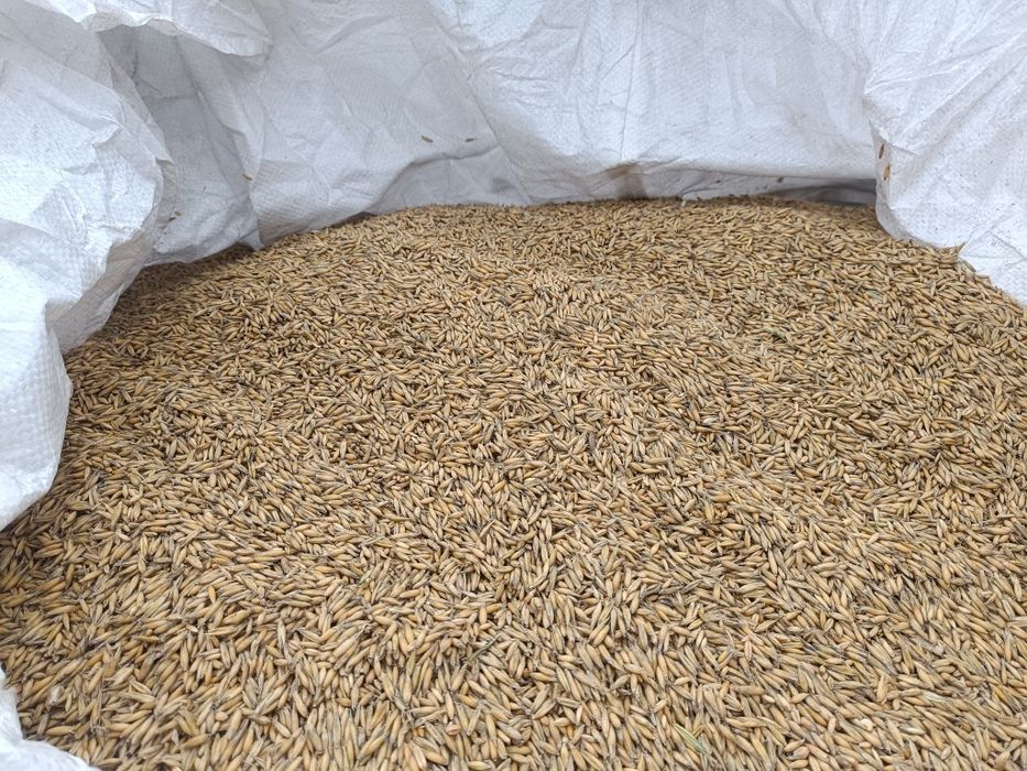 Owies paszowy , poplon