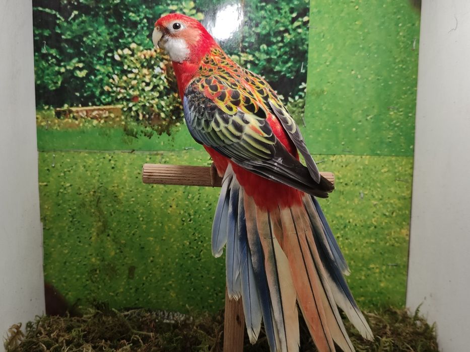 Samczyki i samiczka zmienia wolierę