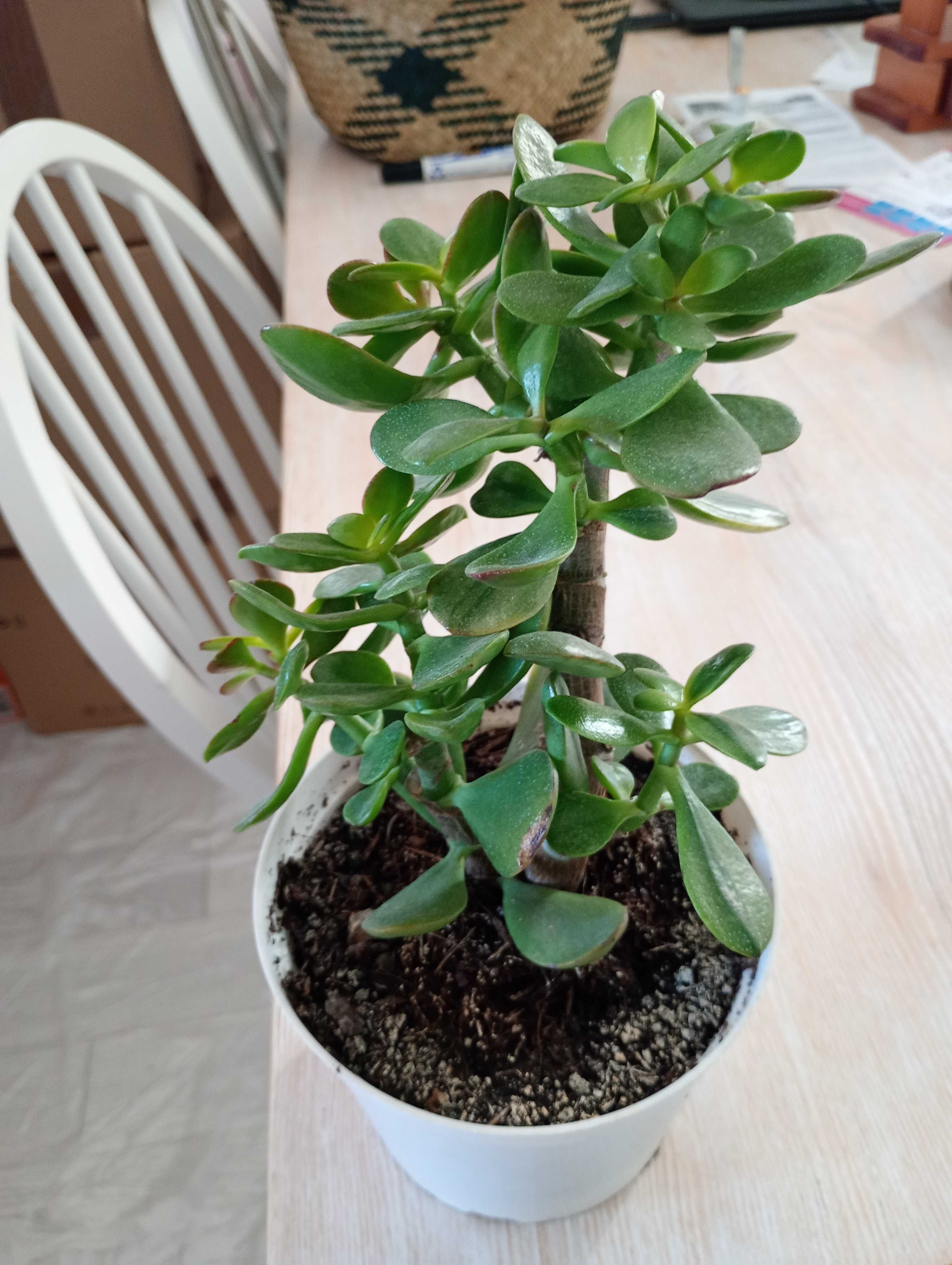 Grubosz Drzewko szczęścia 20 cm