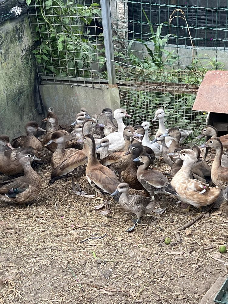 Patos ornamentais