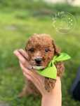 BAMBI Piesek Maltipoo F1b Wyprawka Badania genetyczne