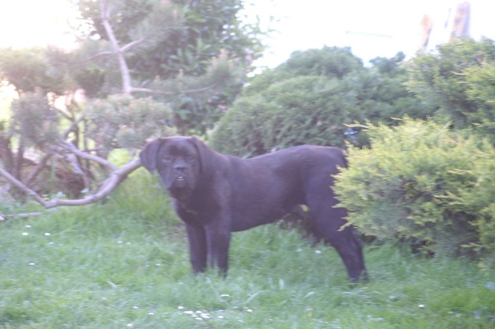 Cane Corso FCI  suczka, mocna budowa