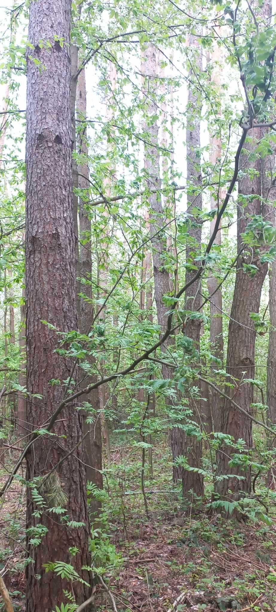 Działka leśna, las, drzewostan 60-lat