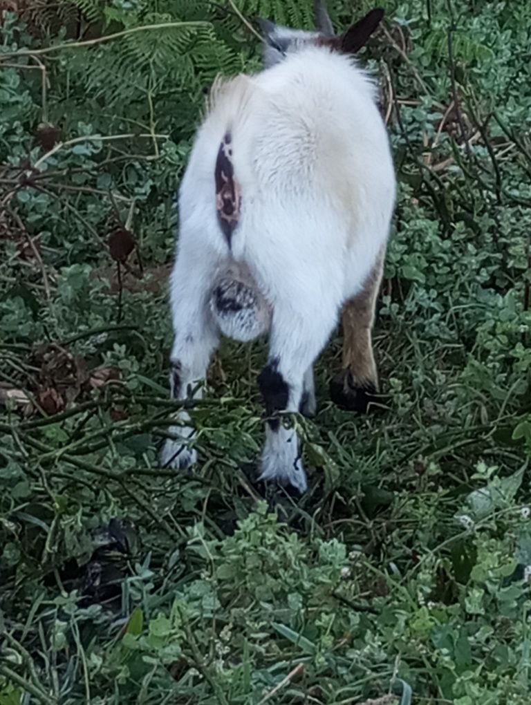 Vendo cabrito macho