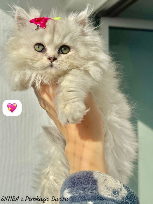 Kotka Perska z Rodowodem i Chipem Gotowa do odbioru