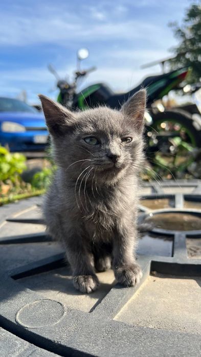 Отдам_ котята_ кошки_ серенькая