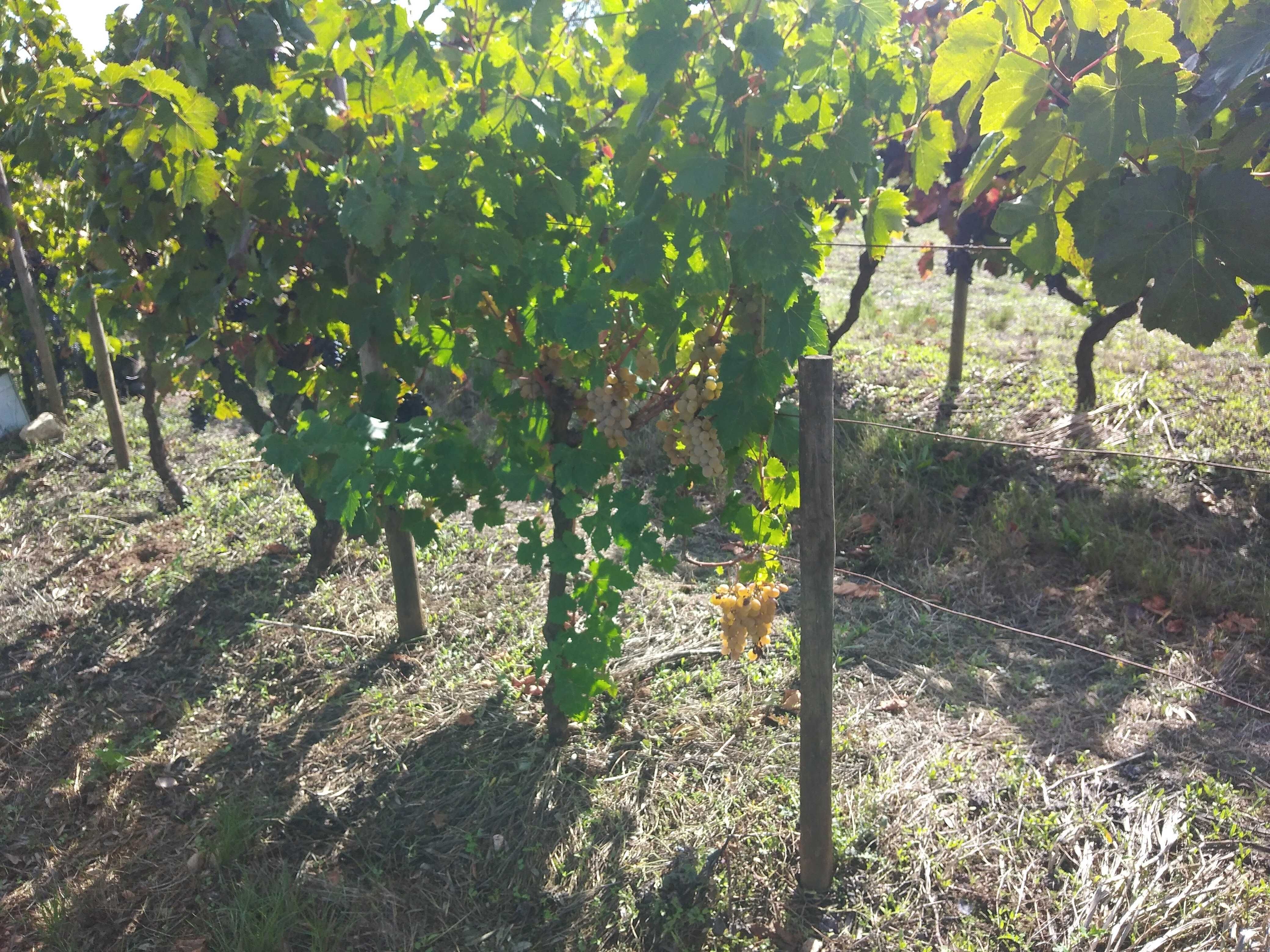 Vendem-se uvas para vinho , Zona Ansião