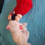 Peluches gato e coração