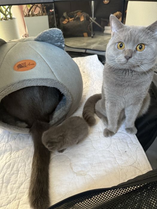 Kot brytyjski niebieski liliowy