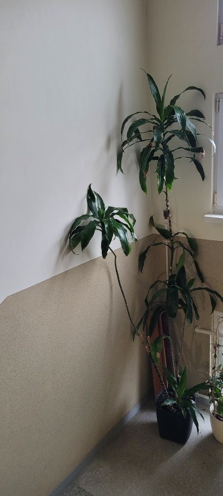 Dracena wonna Dracaena fragrans duża wys. 3 metry 4 łodygi