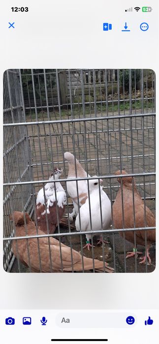 Sprzedam golebie. ozdobne