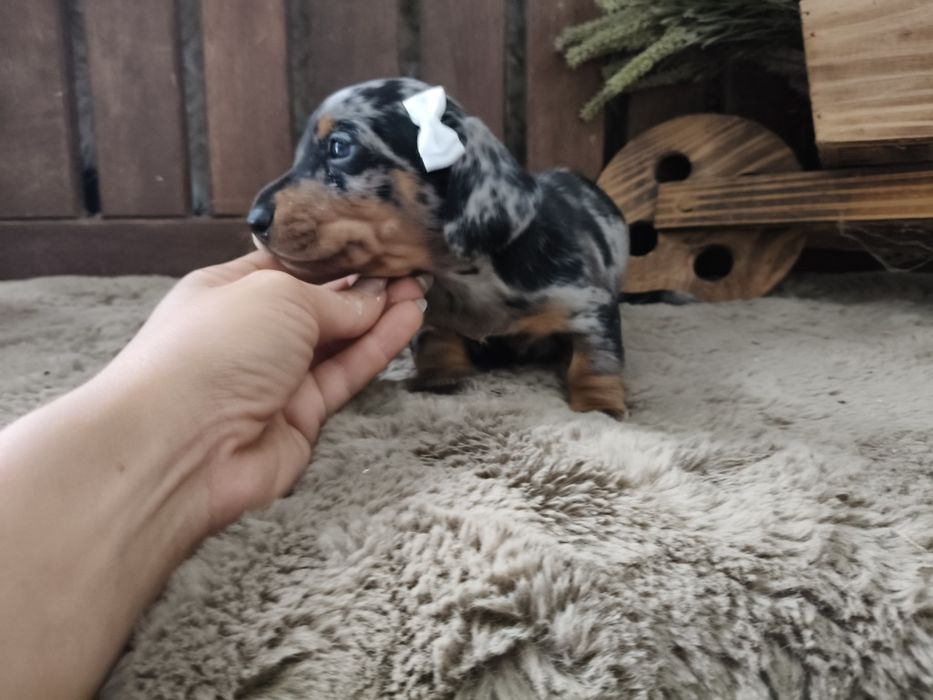 Teckel miniatura menina