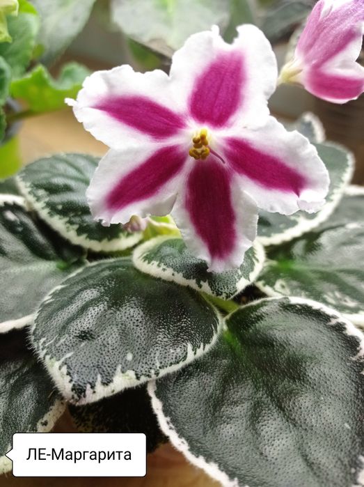 Фіалочки листочки