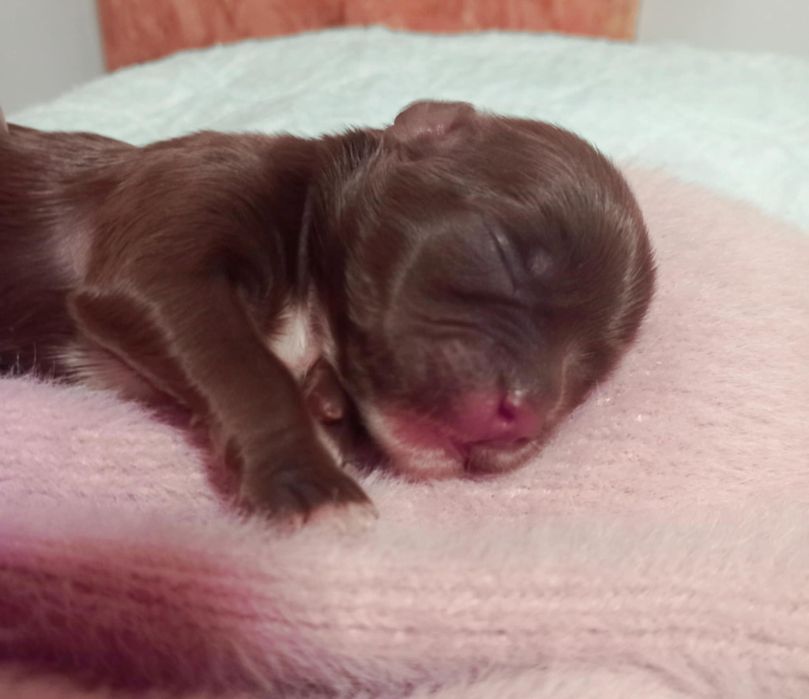 Shih-tzu czarna suczka mini