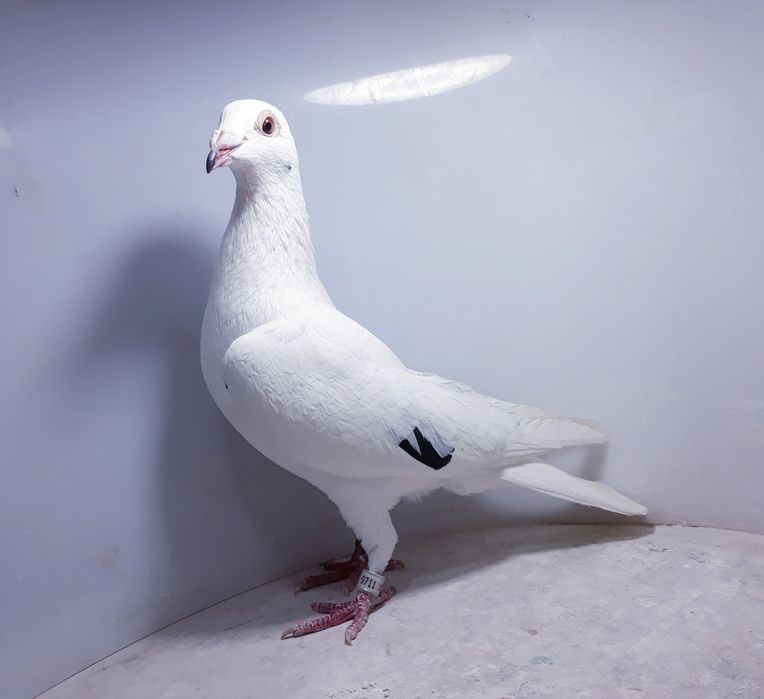 DELBAR _ samica _ 9711 gołąb golebie pocztowe PZHGP