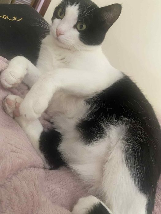 Oreo - słodka kotka do adopcji