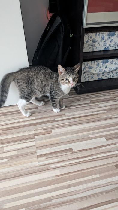 Znaleziono młodego kotka.