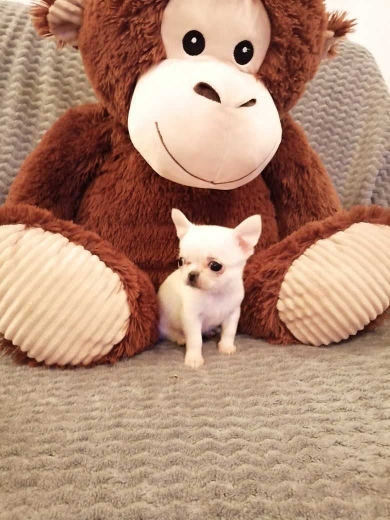 Chihuahua piesek krótkowłosy