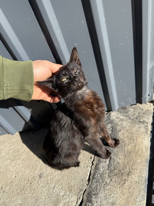 Kocurek szuka domu - kot do adopcji