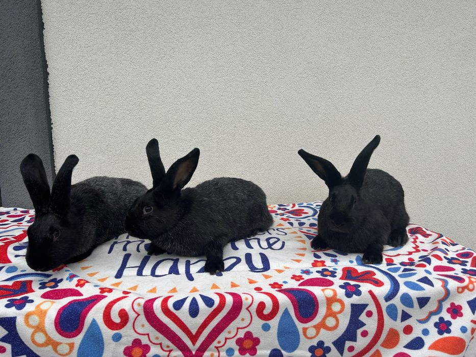 Кролики Полтавське срібло