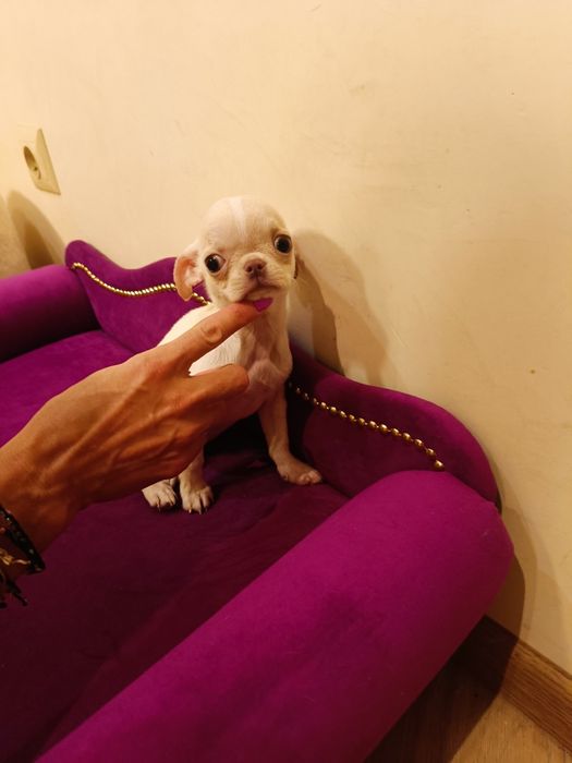Chihuahua piękny chłopczyk gotowy do odbioru